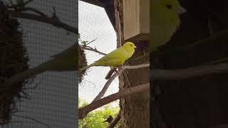 Canary Bird | Bird Song | Bird Sounds | Yellow Canary | Canary Bird Singing