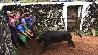 JAF - Brave Boys vs Strong Calves - (Marking Day) - Marcação Do Gado - Ilha Terceira - Açores