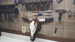 Whitetail Deer European Skull Mounting