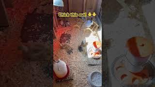 Adorable baby chicks  #cute #chicks #shorts #trending #cutest #cuteanimals #farmanimals