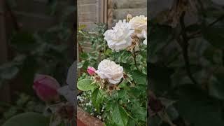 White Rose. #worldflora #plantnet #flower #nature #leaf #fruit #bark #habit