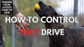 Prey Drive - Self-Control For Your Dog