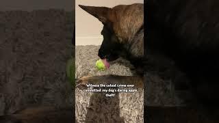 Witness the cutest crime ever committed: my dog's daring apple theft!