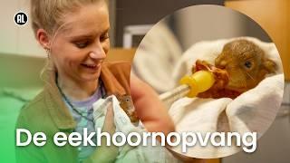 Alles over de eekhoorn!