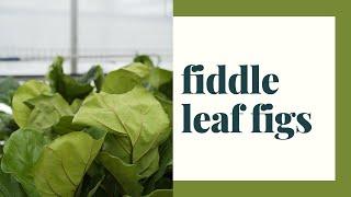 Fiddle Leaf Fig Care