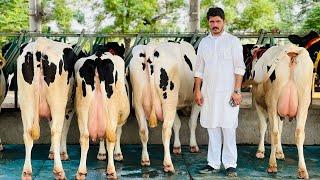  Modern Farming in Punjab || Special Breed for sale with Generation background || Gurwinder Dairy