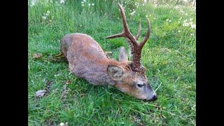 Roebuck season in Poland 2022