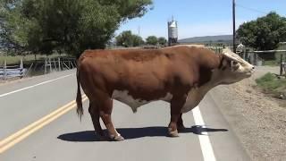 Bulls being turned out for breeding at Chandler Herefords 2017