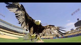 L.A. Zoo Eagles Fly At Dodger Stadium