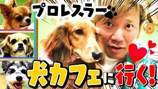 【犬カフェ】プロレスラーが犬と戯れる。【究極の癒し】 #83