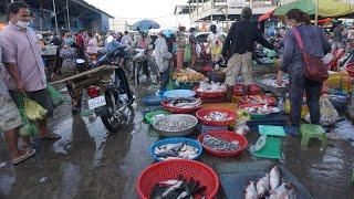 Early Morning Fish Market Scene @Prek Phnov Bridge - Daily Life Activities of Vendors Selling Fish