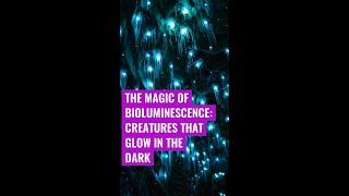 The Magic of Bioluminescence: Creatures that Glow in the Dark