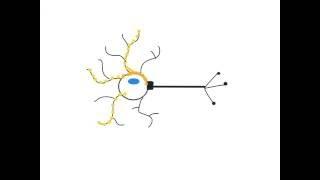 What are neurons and how do they communicate? Biological Basis of Behaviour