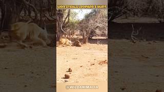 Lion Shows Leopard Who's the Boss