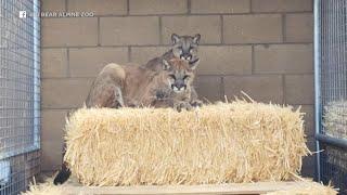 Mountain lion cubs arrive at Big Bear zoo