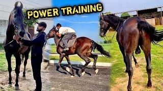 RIDER Ne NEW stallion Ki Power Training Shuru Krdi 