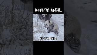 눈을 처음본 반응 #다판다 #판다 #panda