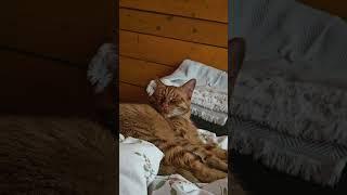 ️Кот Артём️