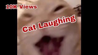 Cat Laughing Meme template #memes