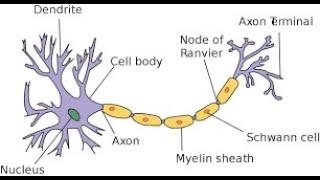 CONTROL IN ANIMAL || NEURONS