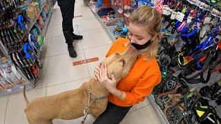 Питбули гуляют по ТОРГОВОМУ ЦЕНТРУ В КРАСНОДАРЕ впервые ! Питбуль нападает на животных в зоомагазине