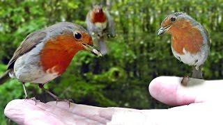 Hand Feeding Robins - Robin Birds Everywhere