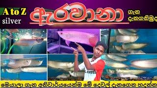 Arowana fish care in sinhala | #Silver | Lucky fish | Arowana fish tank | Arowana fish tank setup