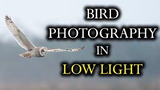 3 Secrets to Stunning Birds in Flight Photos in Low Light