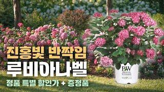 세상에서 가장 특별한 아나벨수국! 루비아나벨 정품을 할인된 가격으로 만나보세요