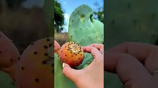 Harvesting fresh cactus fruits #satisfying #agriculture #food