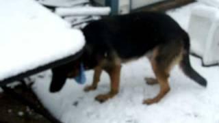 My dog catching more snow