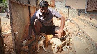 street dog cubs tasting butter cookies for the first time / Rockfort puppies