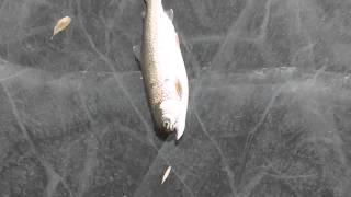 Mutated Rainbow Trout