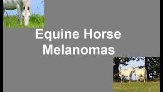 Learn what Equine Melanomas in Grey horses by symptoms and treatment information video