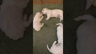 Puppies Kissing - Bichon Frise