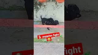 cute puppy  #shorts #trending #ishika baby vlogs