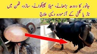 Cow Buffalo ka Milk Increase krny, than me Nar ya Gilti, Bukhar, saru ka Desi ilaj ll Dairy Farming