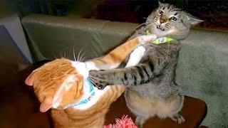 The Most DRAMATIC CATS moments ever!  Funny Cat Videos 2024