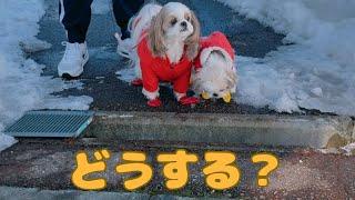 【シーズー】突然現れた穴に戸惑う愛犬がかわいい