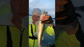 За вечерними судачками. Часть 1 #рыбалка #fishing #судак #zander