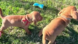 5 Week old Vizsla puppy training fun in the sun