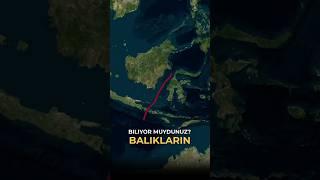 Wallace Çizgisi kelimenin tam anlamıyla iki dünya arasındaki bir sınırdır.