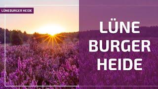 Das ist die Lüneburger Heide, so  ich sie