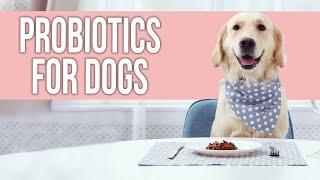 7 Fast Effective Probiotics for Dogs