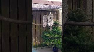 ⬅️️Funny Great Grey Owls #shorts #short #owl #birds #owls #pets #funny #funnyvideo #eyes