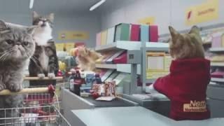 Самая крутая реклама в мире "Netto Katzen"