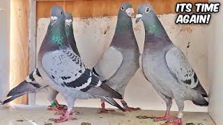 Setting Up For Breeding Pigeons  (new pairs)