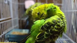 Happy budgies | Happy budgies sound | birds for pets | cat tv #budgies #birds #petgoals #viralvideo