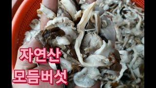 자연산 삶은 모듬버섯 1kg 4만원 (택배비 5,000원 별도) 2kg이상 무료배송 (참고로 작년과 동일한 가격입니다) 연락처 010 3413 4816 푸른식품 우리농산물직거래장터