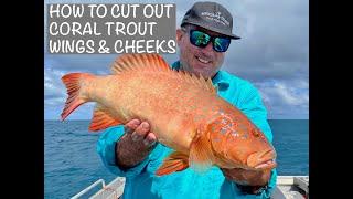 HOW TO CUT OUT CORAL TROUT WINGS & CHEEKS (fish collars fish throats)